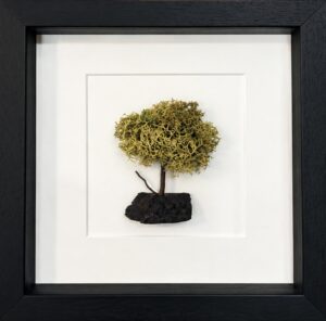 Olive Green Preserved Moss Tree – 9 Inch Frame